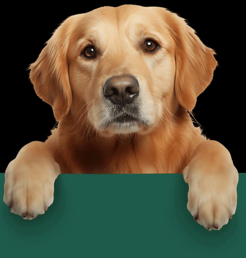 Dog with owner