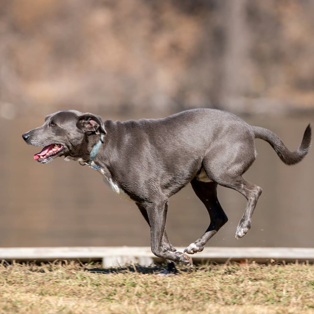 Blue, one of the pack
