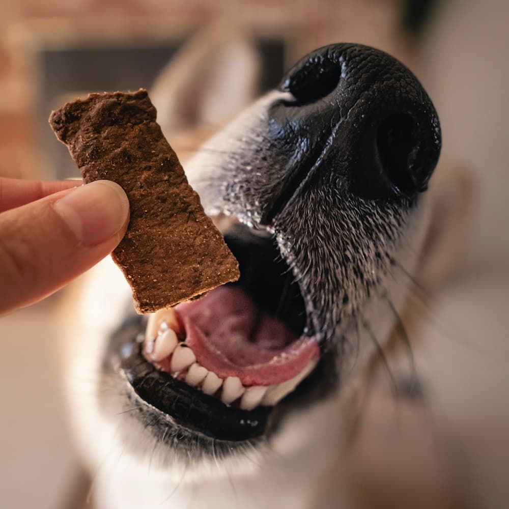 A dog taking a treat